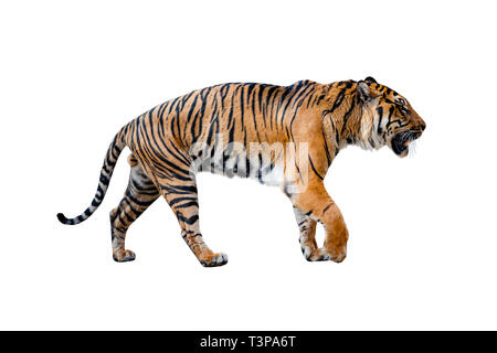 Chiudere uo di tiger isolato su uno sfondo bianco. Foto Stock