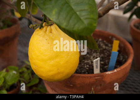 Un gigante di limone cresce in un collegio di serra. Foto Stock