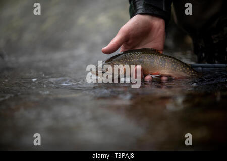 Trota di fiume Parco Nazionale di Shenandoah Foto Stock