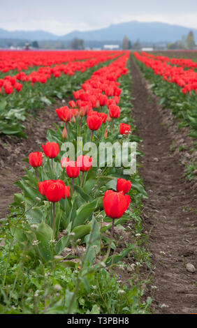 Rosso di stordimento tulip paesaggio di campo in un giorno di tempesta con enormi file di bulbi di tulipani che fiorisce in un verticale azienda agricola impostazione. Preso in Skagit Co Foto Stock
