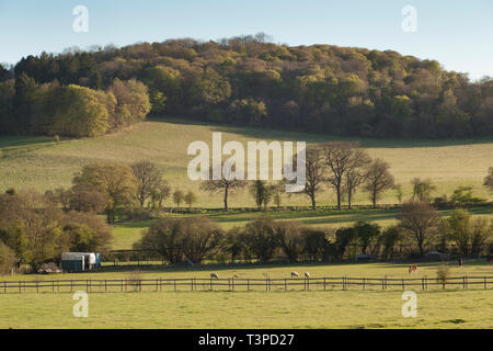 La campagna dei Chilterns, tra Fingest, Turville e Skirmett in primavera, con boschi di faggi e pecore al pascolo Foto Stock