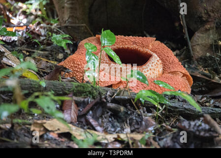 Fiore Rafflessia, rara pianta carnivora, Borneo. Per messa a terra incluso il fogliame. Foto Stock