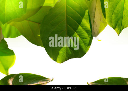 Guardare in alto sui rami di Terminalia Catappa alberi, verde su bianco sullo sfondo del cielo. Foto Stock