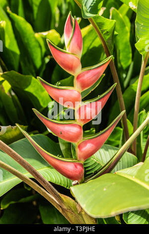 Cairns, Australia - 17 Febbraio 2019: impianto Heliconia combina rossi, gialli e verdi come si vede nel Giardino Botanico. Foto Stock