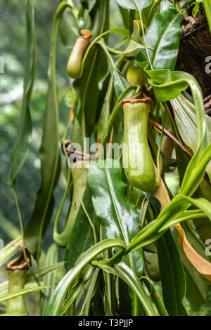 Cairns, Australia - 17 Febbraio 2019: Giardino Botanico. Della famiglia Nepenthaceae, Nepenthes Ventricosa Truncata, o tropicale pianta brocca, nativo Foto Stock