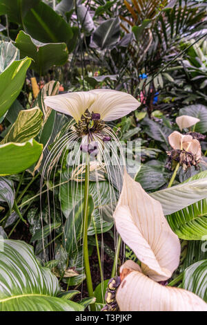 Cairns, Australia - 17 Febbraio 2019: Giardino Botanico. Della famiglia Taccaceae, la tacca Integrifolia, alias la Bat Pianta e fiore è una bellezza o Foto Stock