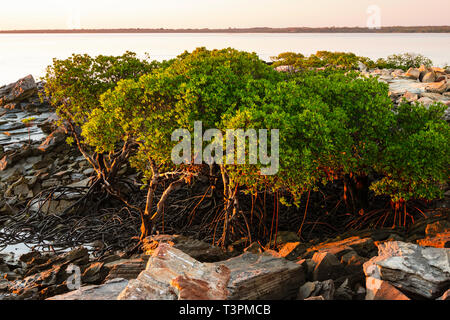 Mangrovie fodera costa rocciosa all alba Dampier Peninsular, Australia occidentale Foto Stock