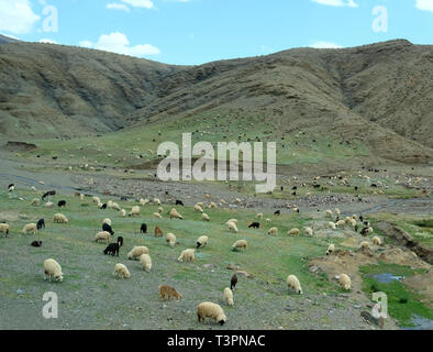 Bianco, nero e marrone di ovini e caprini che pascolano in contrafforti e dalle pianure alle montagne dell'Atlante in Marocco Foto Stock