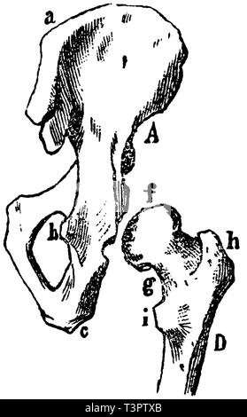 Femore: B) scapola, C) Omero (lato destro), un) altezza della spalla (acromion), b) raven becco estensione, d) pit, e) testa di Omero, anonym 1887 Foto Stock