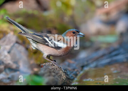 Fringuello maschio in piedi vicino a un bordo di acqua nella foresta Foto Stock