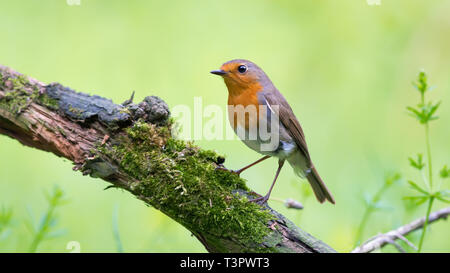 Robin europea in posa su un muschio coperto di età compresa tra i rami di alberi Foto Stock