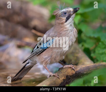 Eurasian Jay solo testa verticale con puffy piume Foto Stock