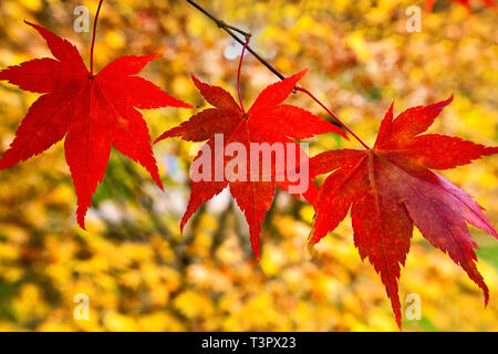Rosso giapponese foglie di acero in autunno con un colouful sfondo giallo. Foto Stock