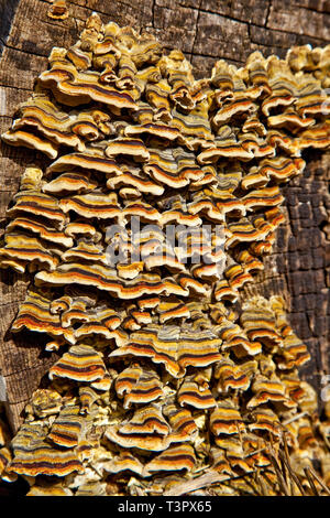 Albero fungo - ritiene di essere un sub specie della staffa del fungo o della Turchia tail fungo Trametes versicolor. Foto Stock