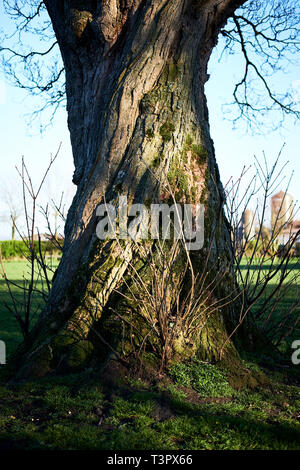 Sera La luce del sole cade su un vecchio tronco di albero in un parco evidenziando la texture Foto Stock