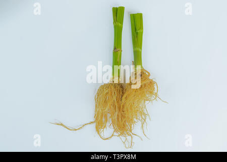 Verde fresco vegetali di sedano di sedano testa su sfondo bianco con percorso cilpping Foto Stock