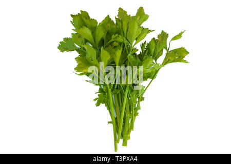 Verde fresco vegetali di sedano di foglie di sedano su sfondo bianco con percorso cilpping Foto Stock