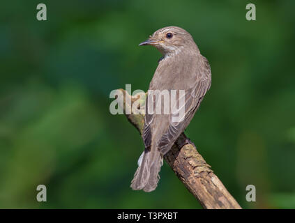 Spotted Flycatcher appollaiato sul vecchio ramo vista posteriore Foto Stock