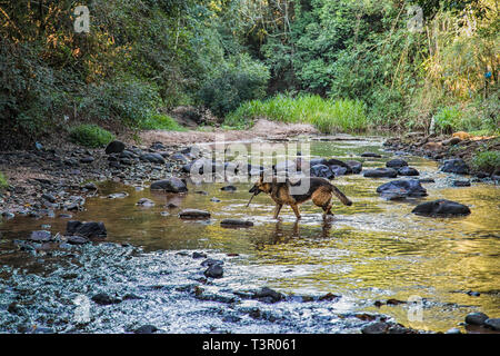 Pastore Tedesco cane mentre è in esecuzione in un fiume nella foresta pluviale paraguaiano. Foto Stock