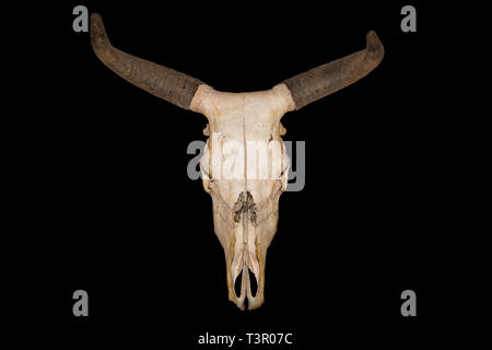 Testa cranio di bull isolati su sfondo nero Foto Stock