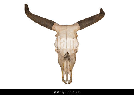 Testa cranio di bull isolati su sfondo bianco Foto Stock