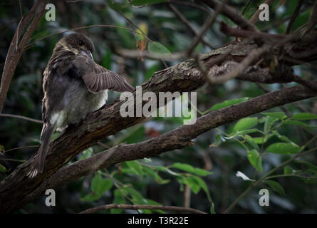 Australian Butcher Bird (Cracticus torquatus) Foto Stock