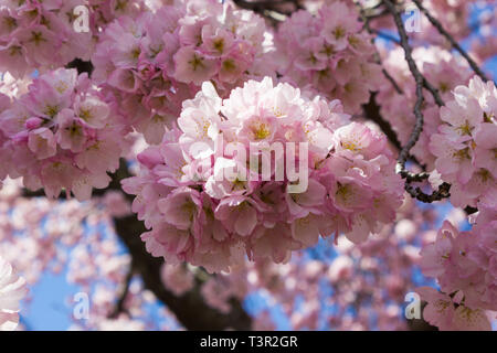 Primo piano di rosa fiori di ciliegio presso il bacino di marea a Washington D.C. durante il Cherry Blossom Festival Foto Stock