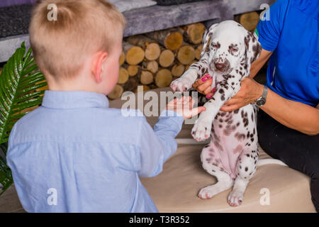 Dammi la tua mano dude, lasciar fare ad alta cinque. Un disperso cutie dog dà un ragazzo della sua mano. Amicizia e devozione concetto.cane dalmata fornisce cinque con il suo Foto Stock