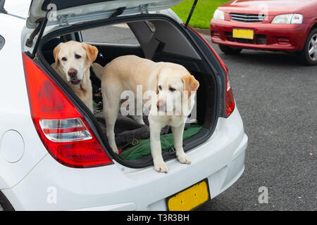 Due cani di taglia grande in piedi di aprire il bagagliaio della vettura, obdiently in attesa. Foto Stock