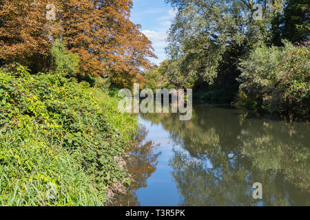Foglie colorate su alberi riflettendo in acqua in autunno a Chichester Ship Canal a Chichester, West Sussex, in Inghilterra, Regno Unito. Foto Stock