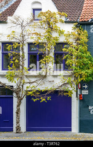 Sorprendete albero che cresce attorno al bianco bruscamente casa medioevale con luminosi blu navy finestre, porta e la porta del garage si trova su una delle strade di Bruges Foto Stock