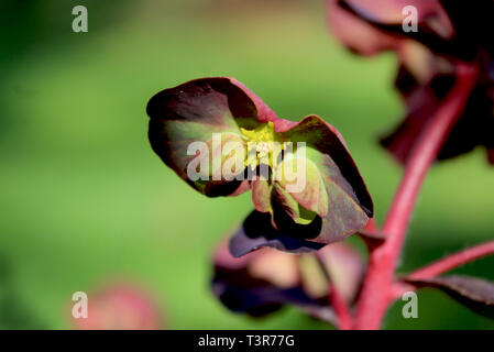 Chiudere fino alla inconsueta fiori verdi di Euphorbia amygdaloides purpurea, noto anche come viola euforbia di legno in una naturale ambiente all'aperto. Foto Stock