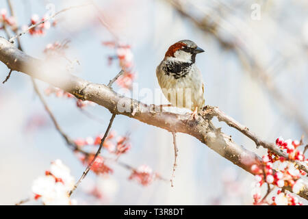 Sparrow si siede su un ramo di bella tra la fioritura di albicocche Foto Stock