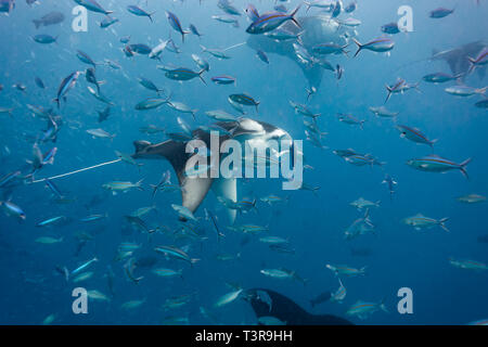 Manta ray, Mobula alfredi, nuota attraverso una scuola di grandi pesci d'argento Foto Stock