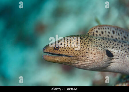 Primo piano vista laterale della testa di una murena gigante, Gymnothorax javanicus, Foto Stock