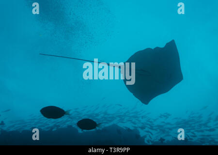 Giant manta ray, Manta birostris, nuota su Coral reef Foto Stock