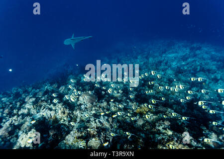 Moorish Idols nuotare nella grande scuola sulla barriera corallina con la shark nelle vicinanze Foto Stock