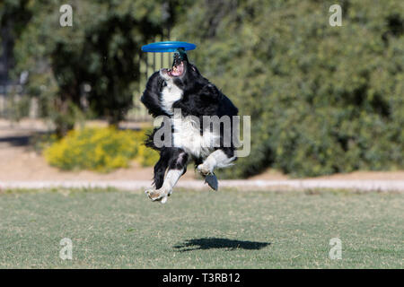 Border Collie rimbalza un disco fuori il suo naso cercando di cattura Foto Stock