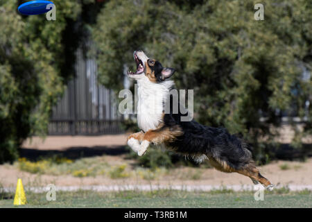 Australian Shepherd disteso per la cattura di un disco Foto Stock