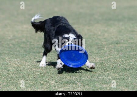 Border Collie peeking su un disco che sta cercando di catturare Foto Stock