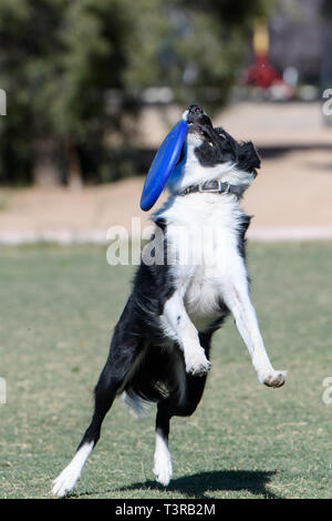 Border Collie a malapena a tenuta su un disco ha catturato Foto Stock