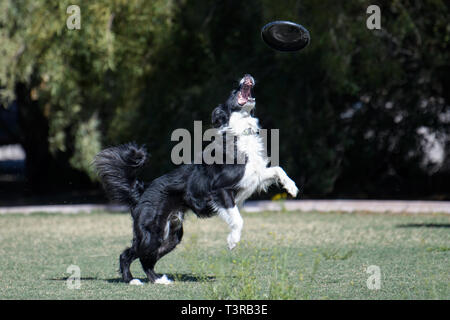 Border Collie guardando un disco per la cattura di esso Foto Stock