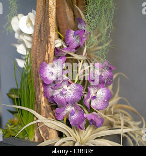 Primo piano di ikebana fatte a mano con orchidee e legno, quadrato studio shot Foto Stock