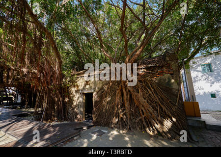 Vitigno enorme radice di banyan alberi coperti edificio a ex Tait & Co. Merchant House, popolare sito che presenta la storia di Taiwan presenta in un ex wareho Foto Stock