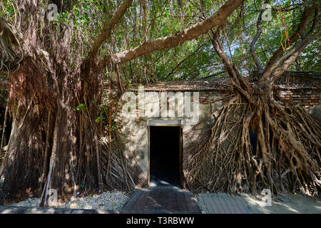 Vitigno enorme radice di banyan alberi coperti edificio a ex Tait & Co. Merchant House, popolare sito che presenta la storia di Taiwan presenta in un ex wareho Foto Stock