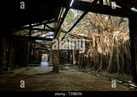 Vitigno enorme radice di banyan alberi coperti edificio a ex Tait & Co. Merchant House, popolare sito che presenta la storia di Taiwan presenta in un ex wareho Foto Stock