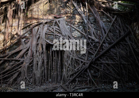 Vitigno enorme radice di banyan alberi coperti edificio a ex Tait & Co. Merchant House, popolare sito che presenta la storia di Taiwan presenta in un ex wareho Foto Stock