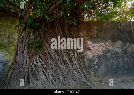 Vitigno enorme radice di banyan alberi coperti edificio a ex Tait & Co. Merchant House, popolare sito che presenta la storia di Taiwan presenta in un ex wareho Foto Stock