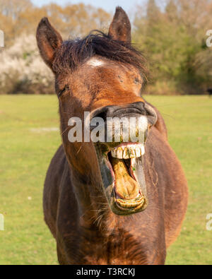 Ridere a cavallo con erba in essa i denti. Foto Stock