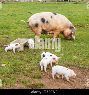 Un Gloucester Old Spot scrofa e suinetti a Cotswold Farm Park, a Kineton, GLOUCESTERSHIRE REGNO UNITO Foto Stock